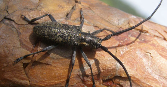Жук усач